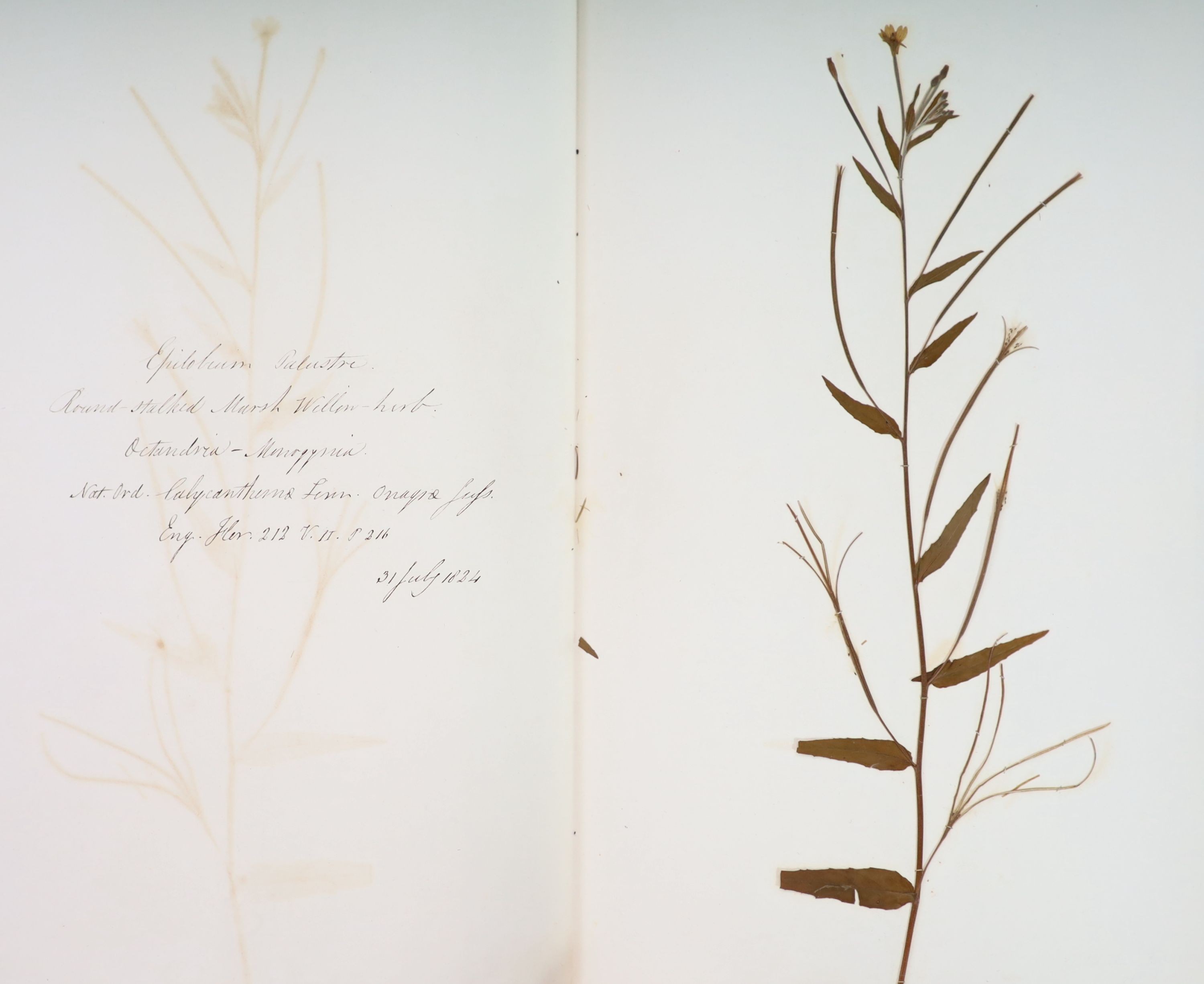 A folio of early 19th century dried botanical specimens on paper, Largest 47 cm X 28 cm (89 specimens)